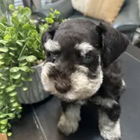 Coco, a female Miniature Schnauzer for sale in Murfreesboro, TN – Photo 2 of 5