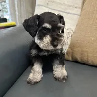 Coco, a female Miniature Schnauzer for sale in Murfreesboro, TN – Photo 1 of 5