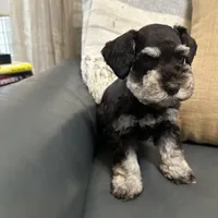 Coco, a female Miniature Schnauzer for sale in Murfreesboro, TN – Photo 3 of 5