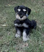 Blue eyes, a male Miniature Schnauzer for sale in Murfreesboro, TN – 3 of 3