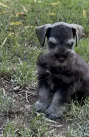 Liver Pepper, a male Miniature Schnauzer for sale in Murfreesboro, TN – 2 of 3