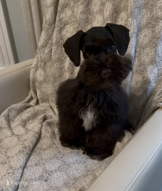 Charlie – Miniature Schnauzer puppy for sale in Murfreesboro, TN
