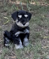 Blue eyes, a male Miniature Schnauzer for sale in Murfreesboro, TN – 2 of 3