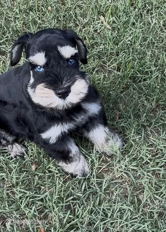 Blue eyes – Miniature Schnauzer puppy for sale in Murfreesboro, TN