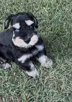 Blue eyes, a male Miniature Schnauzer for sale in Murfreesboro, TN – 1 of 3