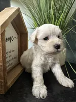 Bruno, a male Miniature Schnauzer for sale in Murfreesboro, TN – Photo 6 of 6