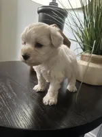 Bruno, a male Miniature Schnauzer for sale in Murfreesboro, TN – Photo 3 of 6