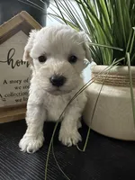 Bruno, a male Miniature Schnauzer for sale in Murfreesboro, TN – Photo 4 of 6