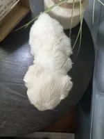 Bruno, a male Miniature Schnauzer for sale in Murfreesboro, TN – Photo 5 of 6