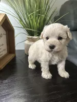 Bruno, a male Miniature Schnauzer for sale in Murfreesboro, TN – Photo 2 of 6