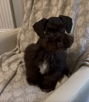 Charlie, a female Miniature Schnauzer for sale in Murfreesboro, TN – 2 of 4