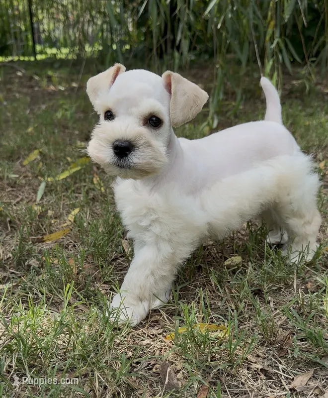 Wheaten  – Miniature Schnauzer puppy for sale in Murfreesboro, TN