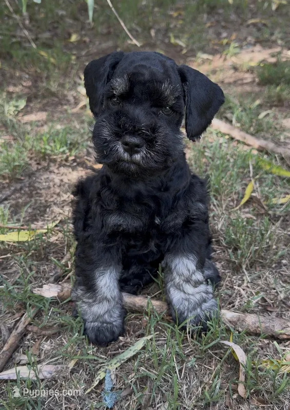 Bella – Miniature Schnauzer puppy for sale in Murfreesboro, TN