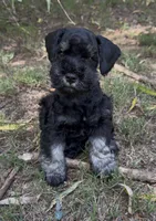 Bella, a female Miniature Schnauzer for sale in Murfreesboro, TN – 1 of 3