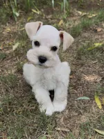 Wheaten , a male Miniature Schnauzer for sale in Murfreesboro, TN – 2 of 3