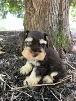 Liver tan, a male Miniature Schnauzer for sale in Murfreesboro, TN – Photo 7 of 7