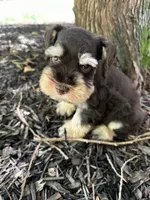 Liver tan, a male Miniature Schnauzer for sale in Murfreesboro, TN – Photo 5 of 7