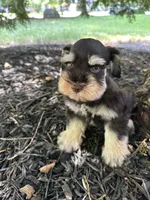 Liver tan, a male Miniature Schnauzer for sale in Murfreesboro, TN – Photo 6 of 7