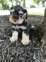 Liver tan, a male Miniature Schnauzer for sale in Murfreesboro, TN – Photo 2 of 7