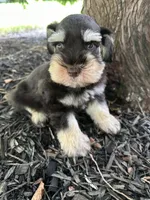 Liver tan, a male Miniature Schnauzer for sale in Murfreesboro, TN – Photo 3 of 7
