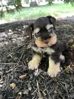 Liver tan, a male Miniature Schnauzer for sale in Murfreesboro, TN – Photo 1 of 7