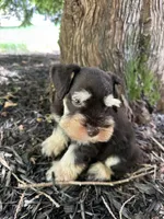 Liver tan, a male Miniature Schnauzer for sale in Murfreesboro, TN – Photo 4 of 7