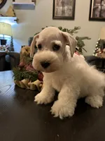 Stella, a female Miniature Schnauzer for sale in Murfreesboro, TN – Photo 2 of 3