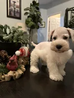 Stella, a female Miniature Schnauzer for sale in Murfreesboro, TN – Photo 3 of 3