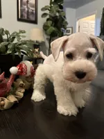 Stella, a female Miniature Schnauzer for sale in Murfreesboro, TN – Photo 1 of 3