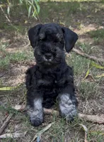 Bella, a female Miniature Schnauzer for sale in Murfreesboro, TN – 3 of 3