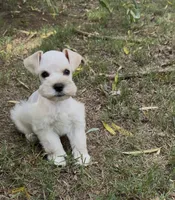 Wheaten , a male Miniature Schnauzer for sale in Murfreesboro, TN – 3 of 3