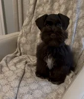 Charlie, a female Miniature Schnauzer for sale in Murfreesboro, TN – 4 of 4
