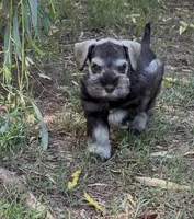 Liver Pepper, a male Miniature Schnauzer for sale in Murfreesboro, TN – 3 of 3