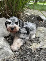 Blue Merle, a male Miniature Schnauzer for sale in Murfreesboro, TN – Photo 2 of 7