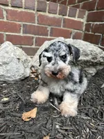 Blue Merle, a male Miniature Schnauzer for sale in Murfreesboro, TN – Photo 5 of 7