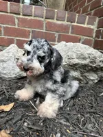 Blue Merle, a male Miniature Schnauzer for sale in Murfreesboro, TN – Photo 1 of 7