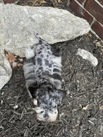 Blue Merle, a male Miniature Schnauzer for sale in Murfreesboro, TN – Photo 7 of 7