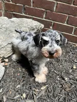Blue Merle, a male Miniature Schnauzer for sale in Murfreesboro, TN – Photo 6 of 7