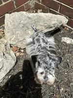 Blue Merle, a male Miniature Schnauzer for sale in Murfreesboro, TN – Photo 4 of 7