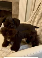 Charlie, a female Miniature Schnauzer for sale in Murfreesboro, TN – 3 of 4