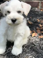 White double blue eyes, a male Miniature Schnauzer for sale in Murfreesboro, TN – Photo 1 of 9
