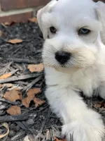White double blue eyes, a male Miniature Schnauzer for sale in Murfreesboro, TN – Photo 3 of 9