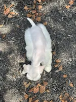 White double blue eyes, a male Miniature Schnauzer for sale in Murfreesboro, TN – Photo 8 of 9