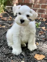 White double blue eyes, a male Miniature Schnauzer for sale in Murfreesboro, TN – Photo 7 of 9