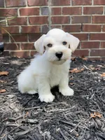 White double blue eyes, a male Miniature Schnauzer for sale in Murfreesboro, TN – Photo 6 of 9