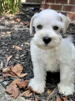 White double blue eyes, a male Miniature Schnauzer for sale in Murfreesboro, TN – Photo 2 of 9