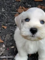 White double blue eyes, a male Miniature Schnauzer for sale in Murfreesboro, TN – Photo 4 of 9