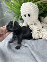 Salt and Pepper G, a female Miniature Schnauzer for sale in Murfreesboro, TN – Photo 5 of 6