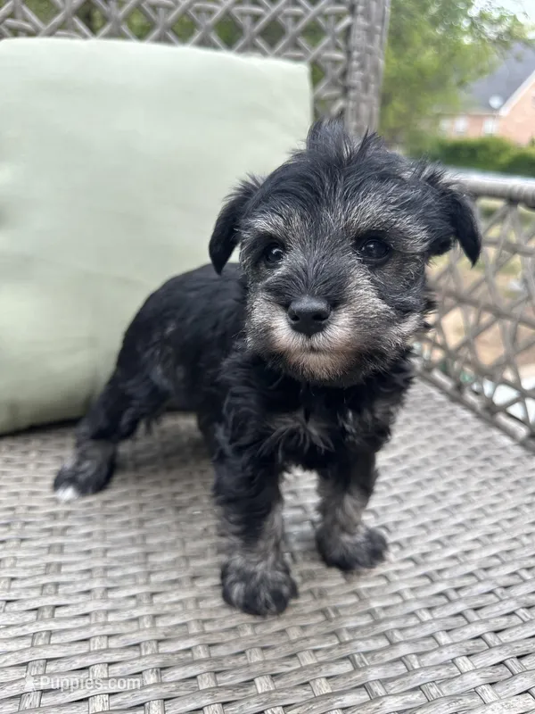 Salt and Pepper G, a female Miniature Schnauzer for sale in Murfreesboro, TN – Photo 1 of 6