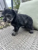 Salt and Pepper G, a female Miniature Schnauzer for sale in Murfreesboro, TN – Photo 2 of 6